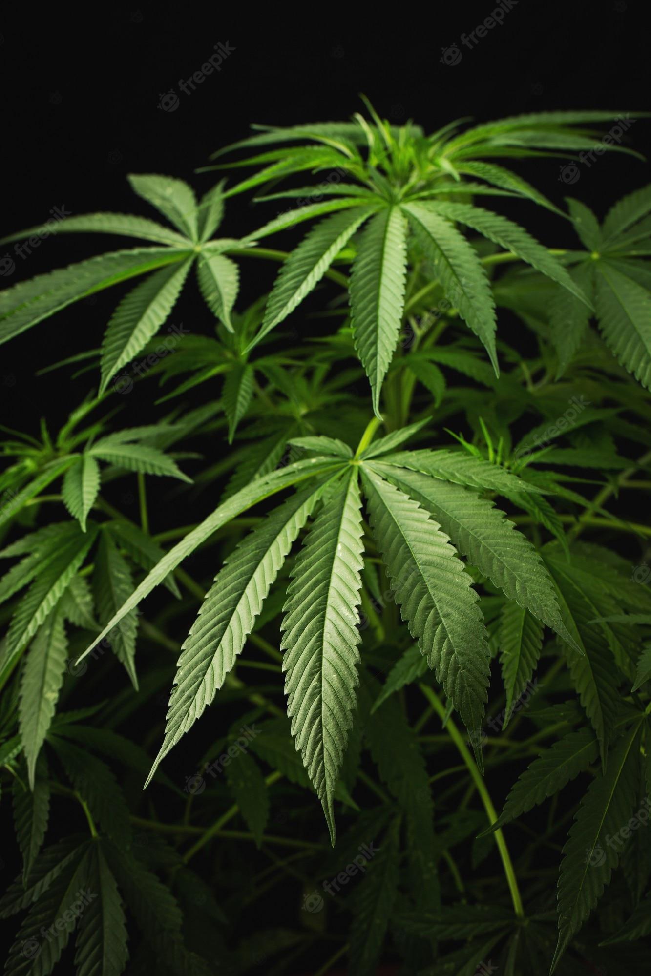 Premium Photo Marijuana Leaves Cannabis On A Dark Background