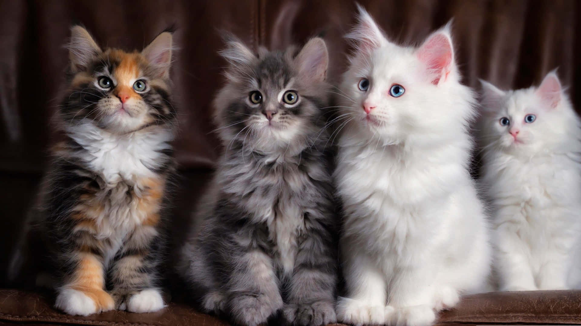 Aesthetic Animals Wallpaper