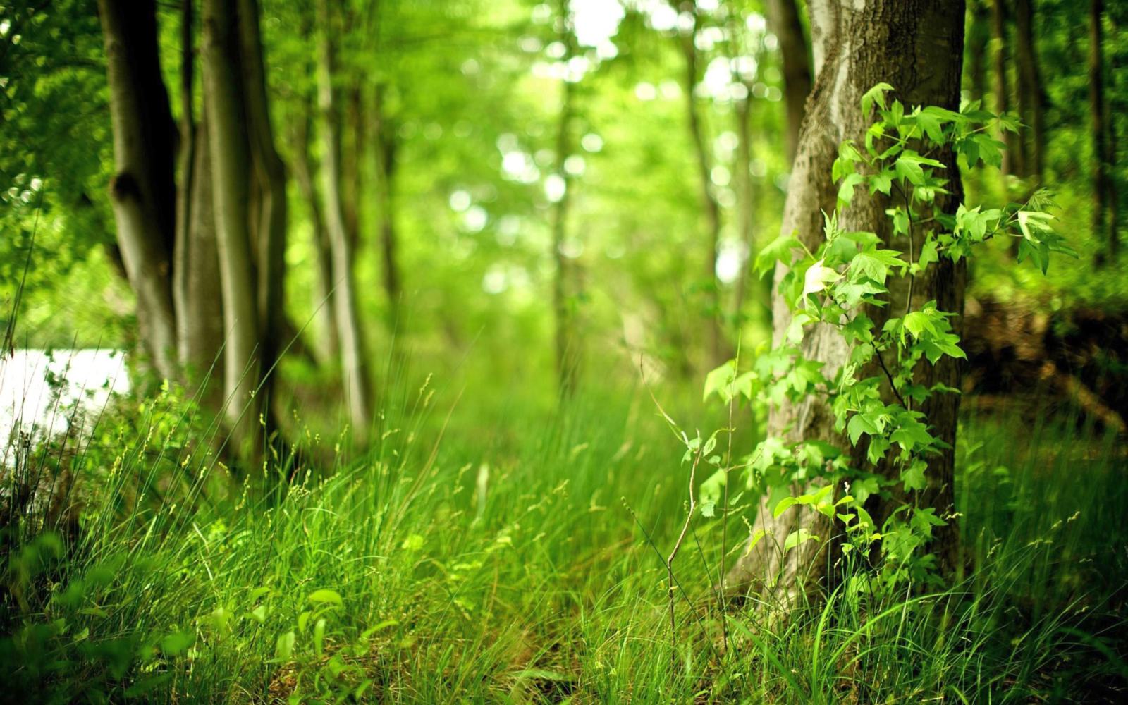 Green And Beautiful Wallpaper Of Forest In To
