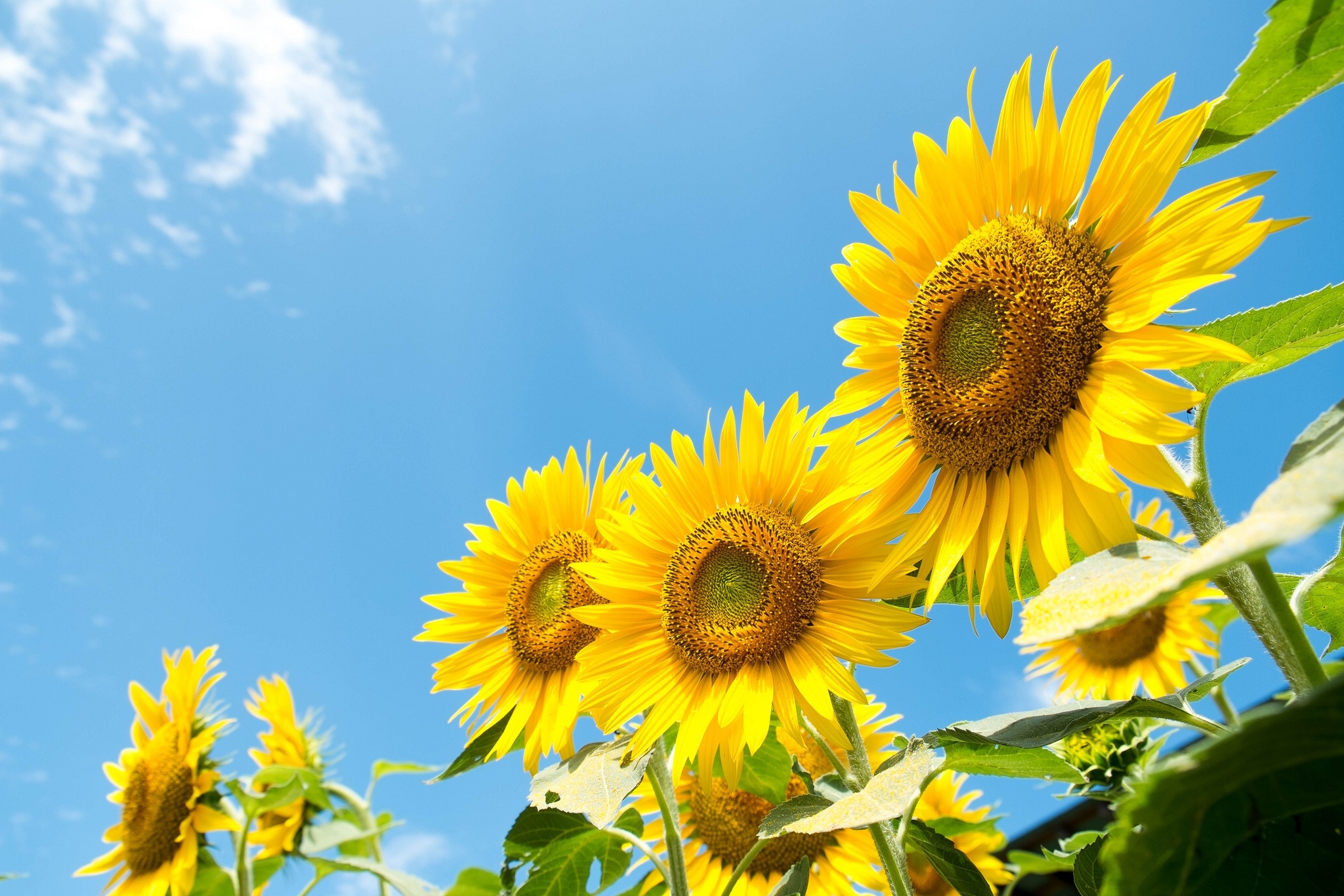 Sunflowers Sky Summer Wallpaper