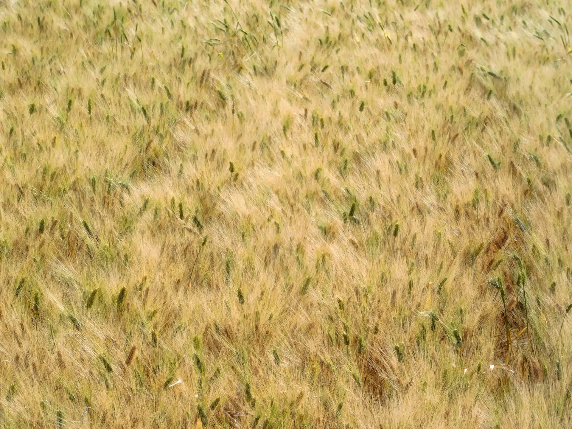 Wheat Field Kmldcludeqzj8dvk Wallpaper