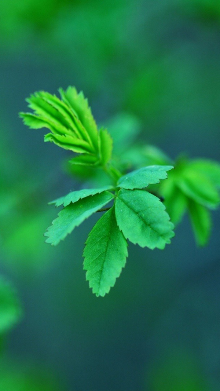 Green Leaves Android Wallpaper