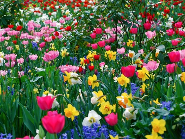  Seasons   Spring Spring meadow with beautiful flowers 066174 29jpg 640x480