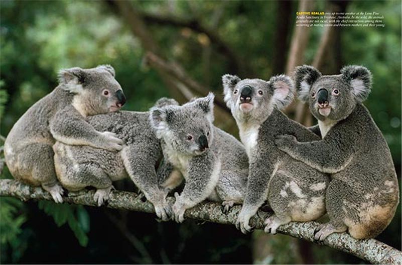Free download Koala Wallpaper Fun Animals Wiki Videos Pictures Stories  [801x528] for your Desktop, Mobile & Tablet | Explore 49+ Cute Baby Koala  Wallpaper | Koala Wallpapers, Cute Baby Background, Cute Baby Wallpapers