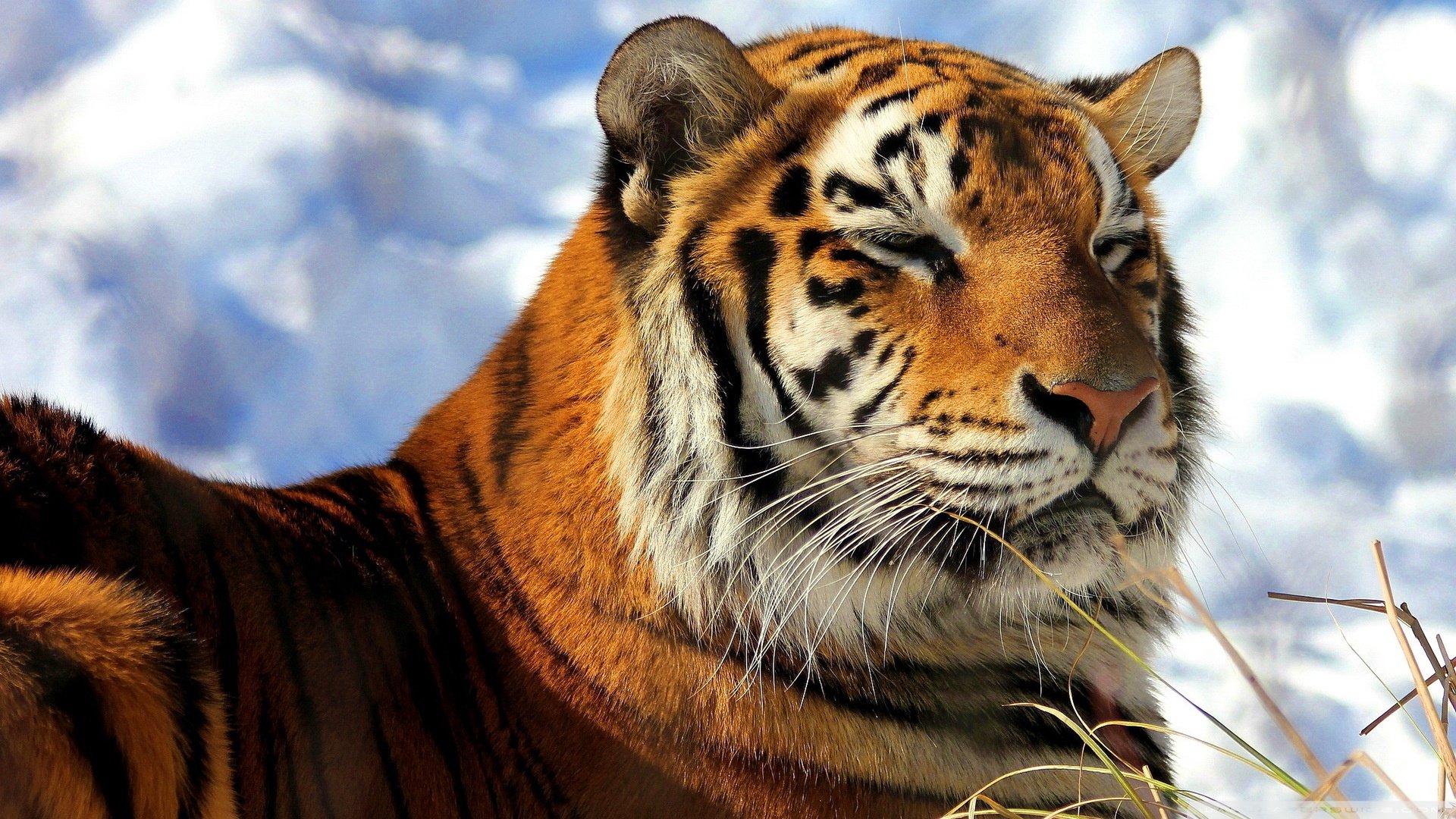 Amur Tiger wallpaper   947824