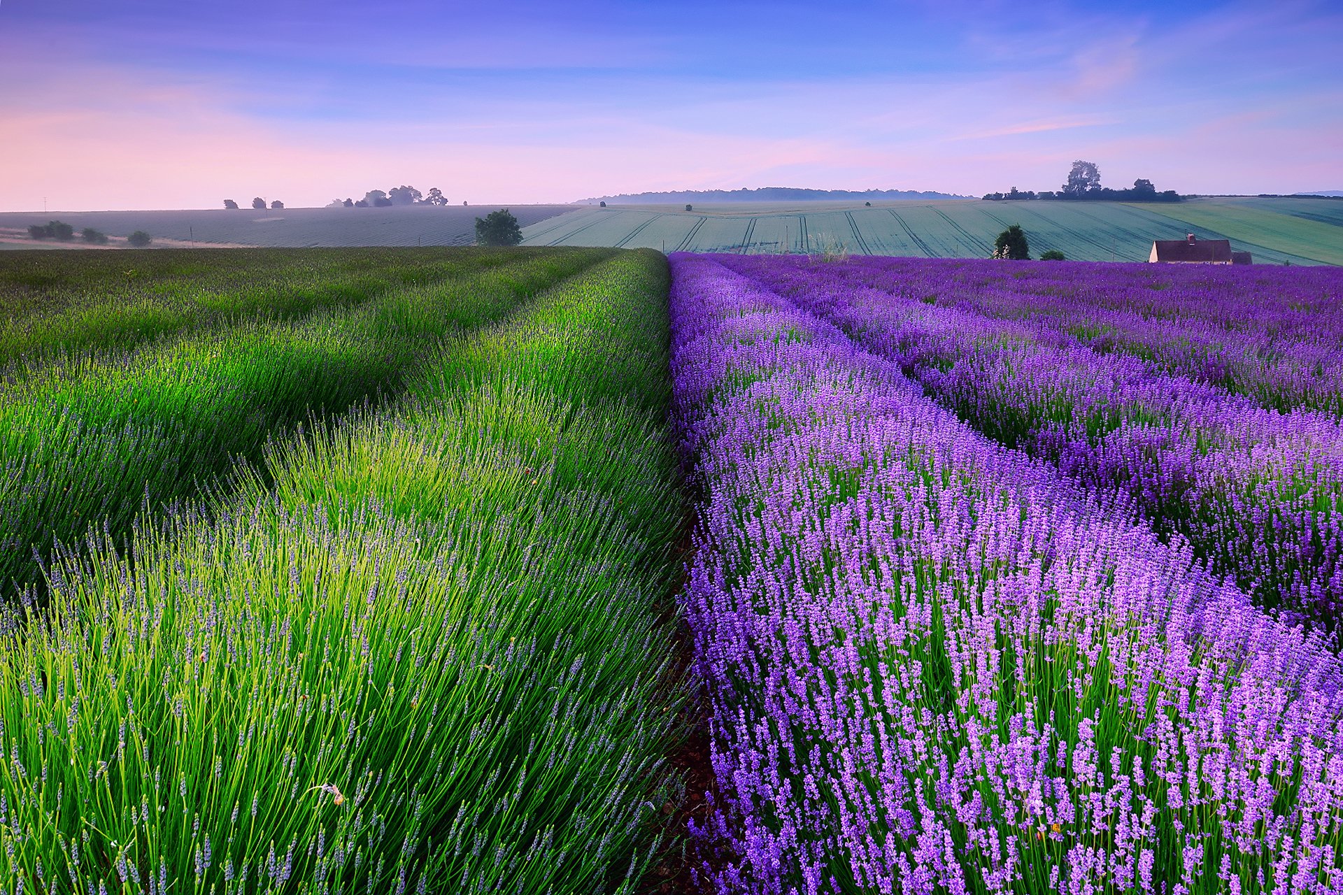 Serene Lavender Fields Wallpaper