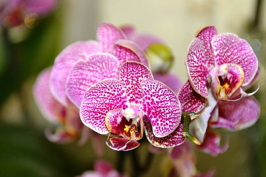 🔥 Download HD Wallpaper Orquideas Flower Flora Nature Orchid Tropical ...
