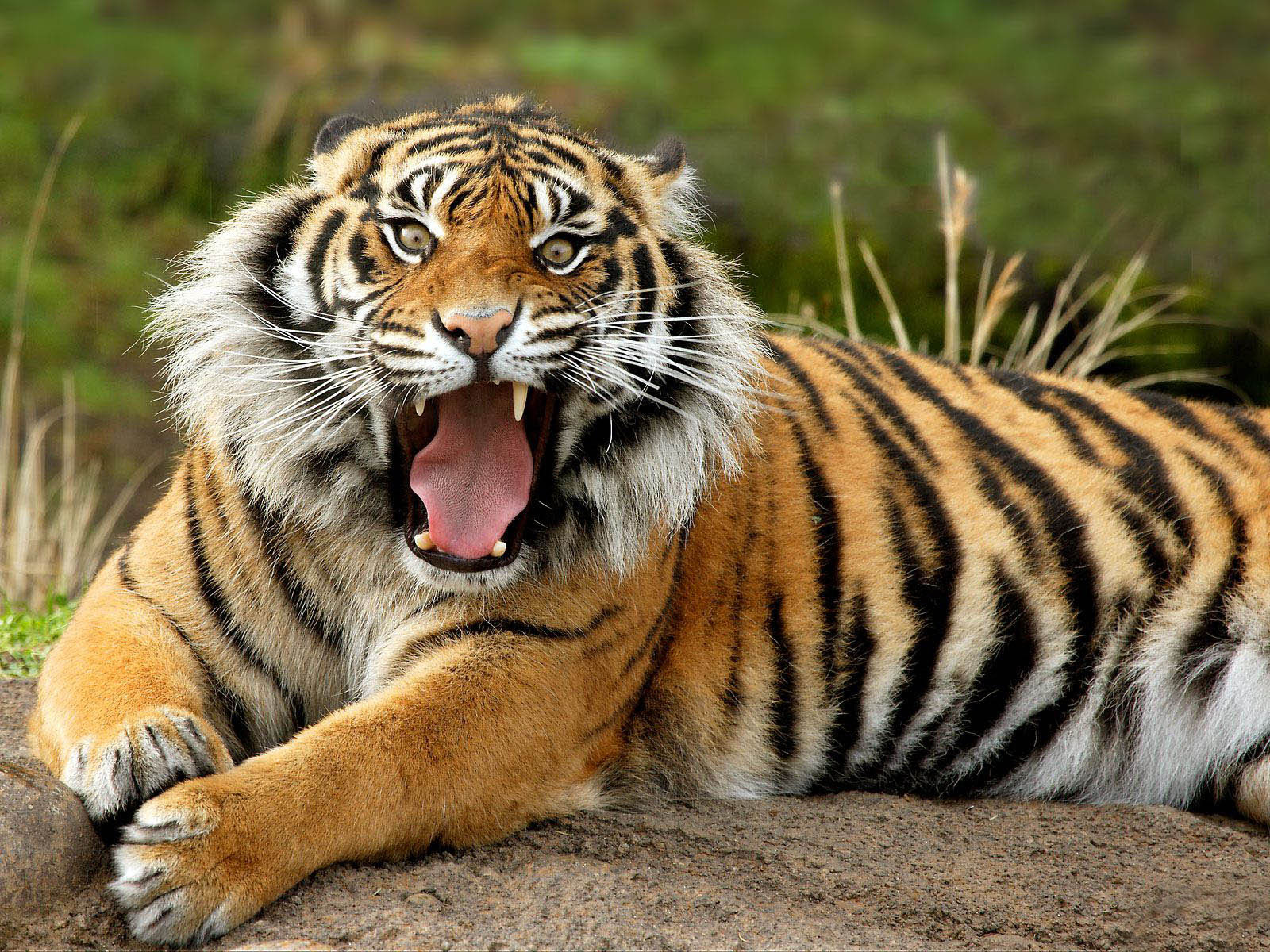 Download Free Wallpapers Wild Animals Wallpapers
