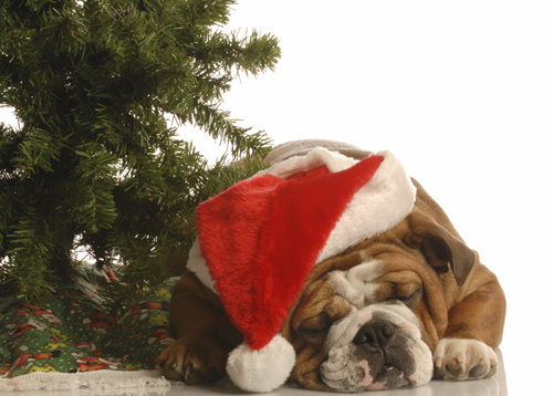 Christmas Bulldog Testing The Tree