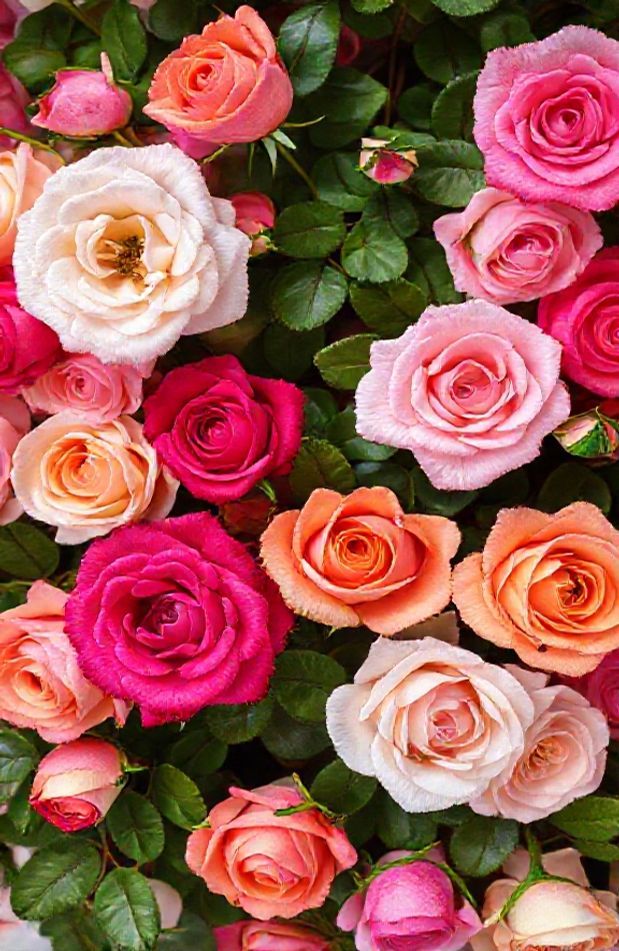 Beautiful Pictures Of Roses Wallpaper
