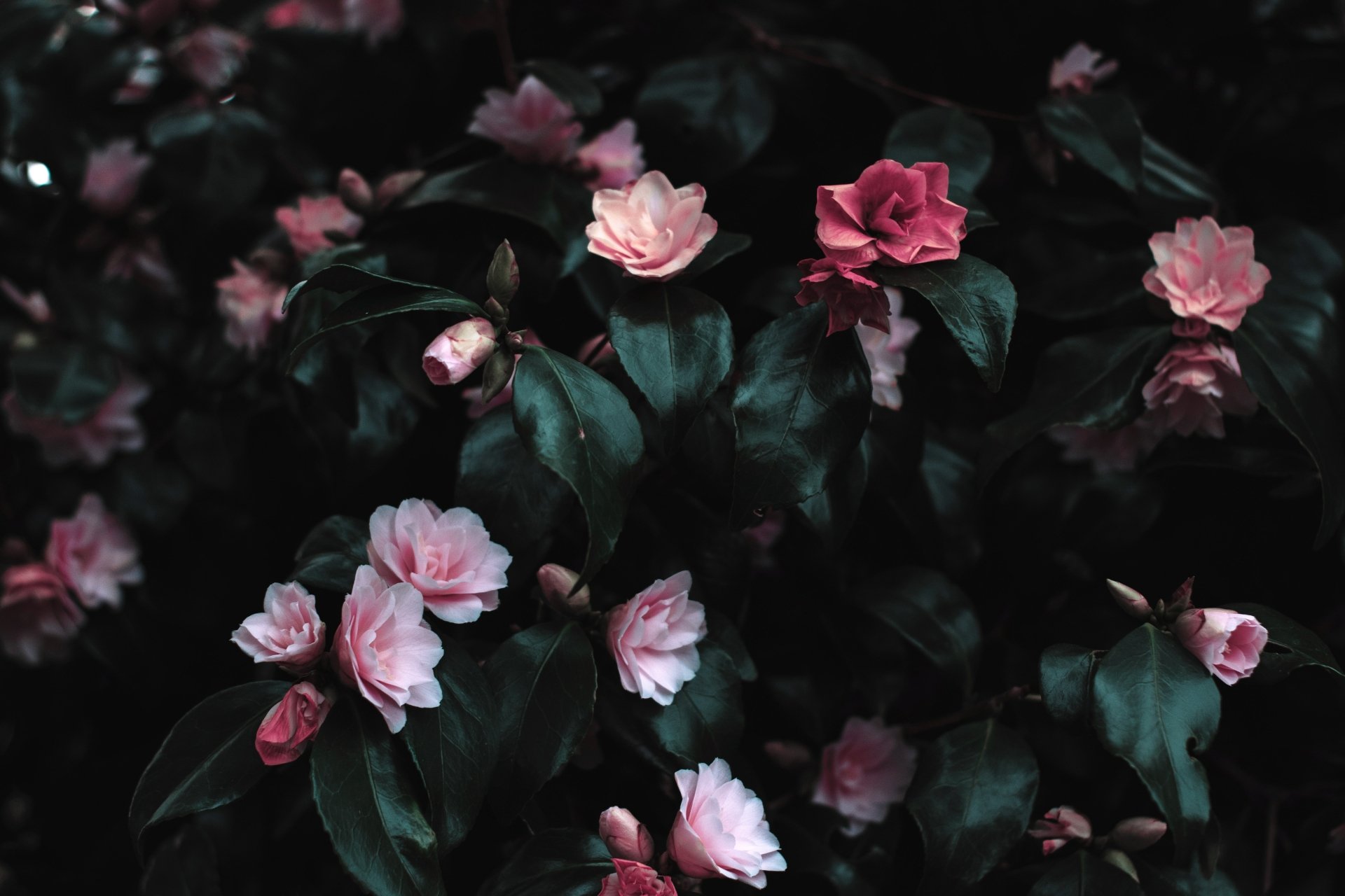 Best Flower Wallpaper 4k Ultra HD You Can It