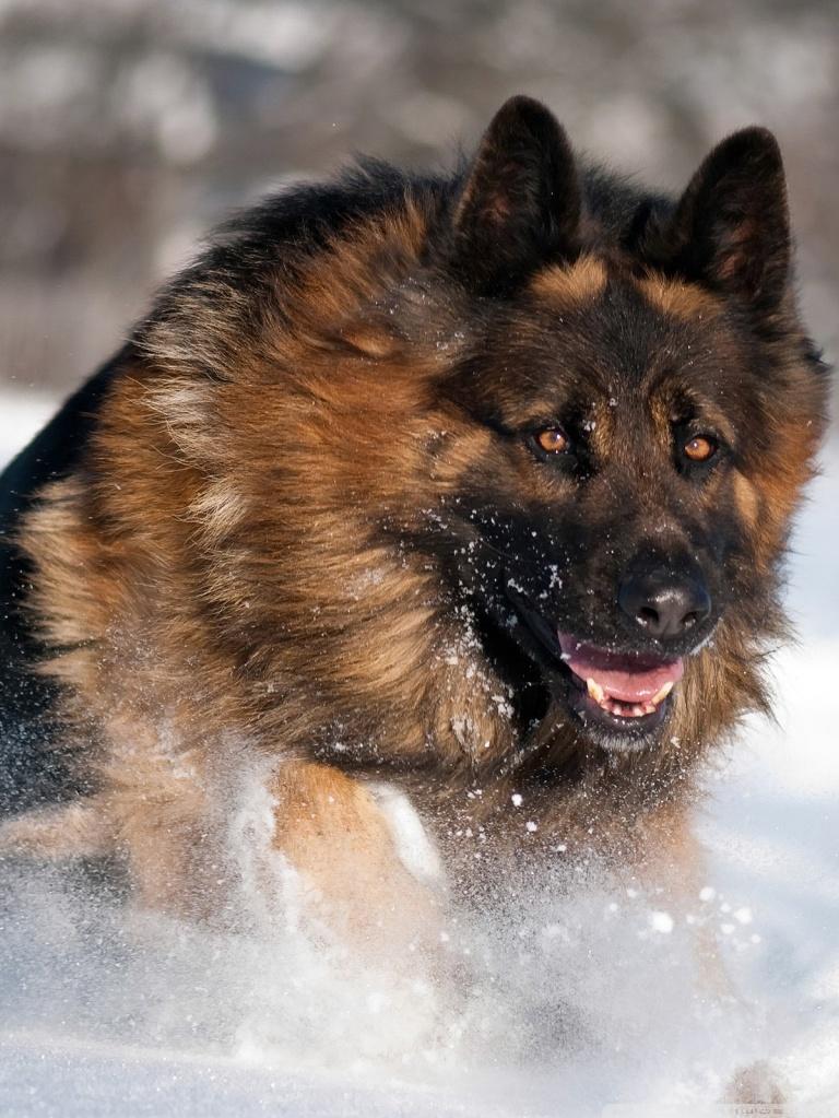 German Shepherd Running In Snow Ultra HD Desktop Background