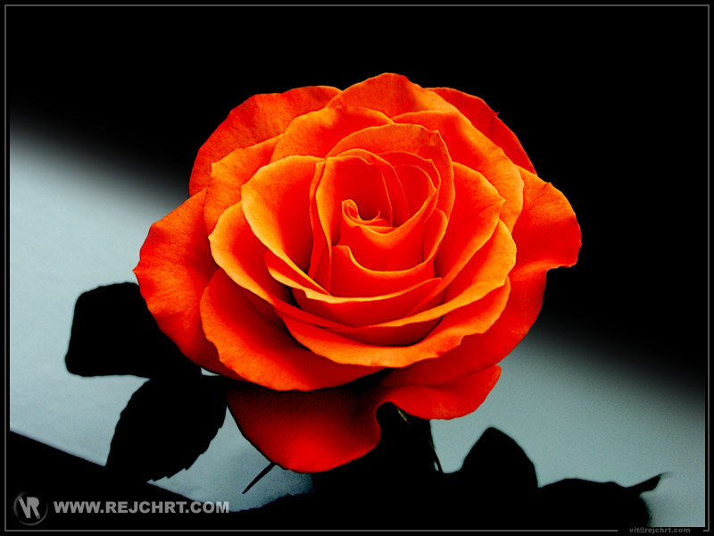 Roses Couleurs Rose Orange Big Jpg