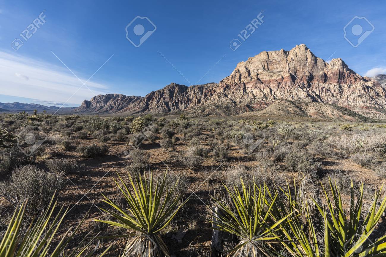 Mojave Desert Yuccas With Mt Wilson In Background At Red Rock