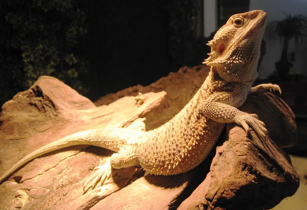 Our Bearded Dragon Graphics Pictures Image For Myspace Layouts