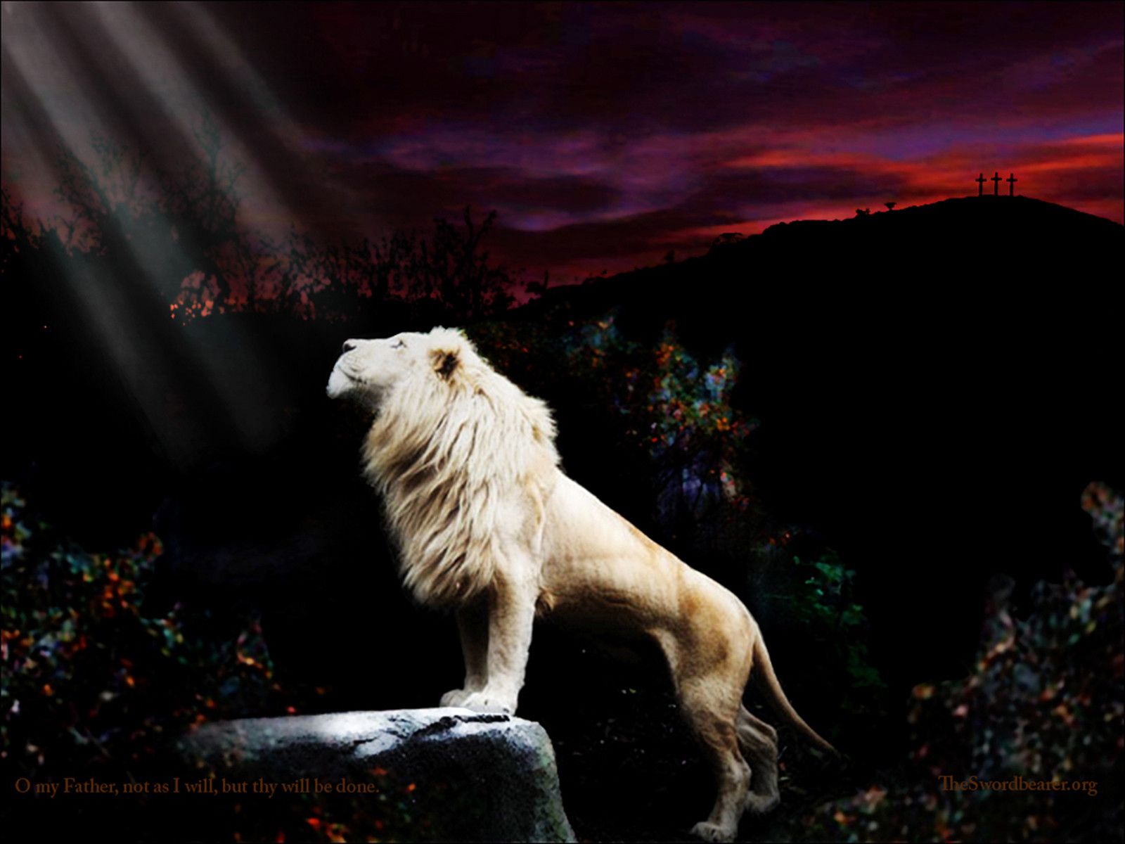 Lion Of The Tribe Of Judah Wallpaper