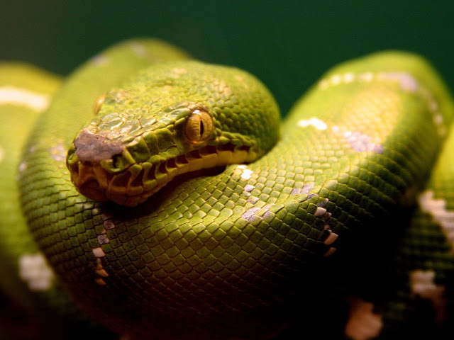 Wallpaper Snake Cobra Green