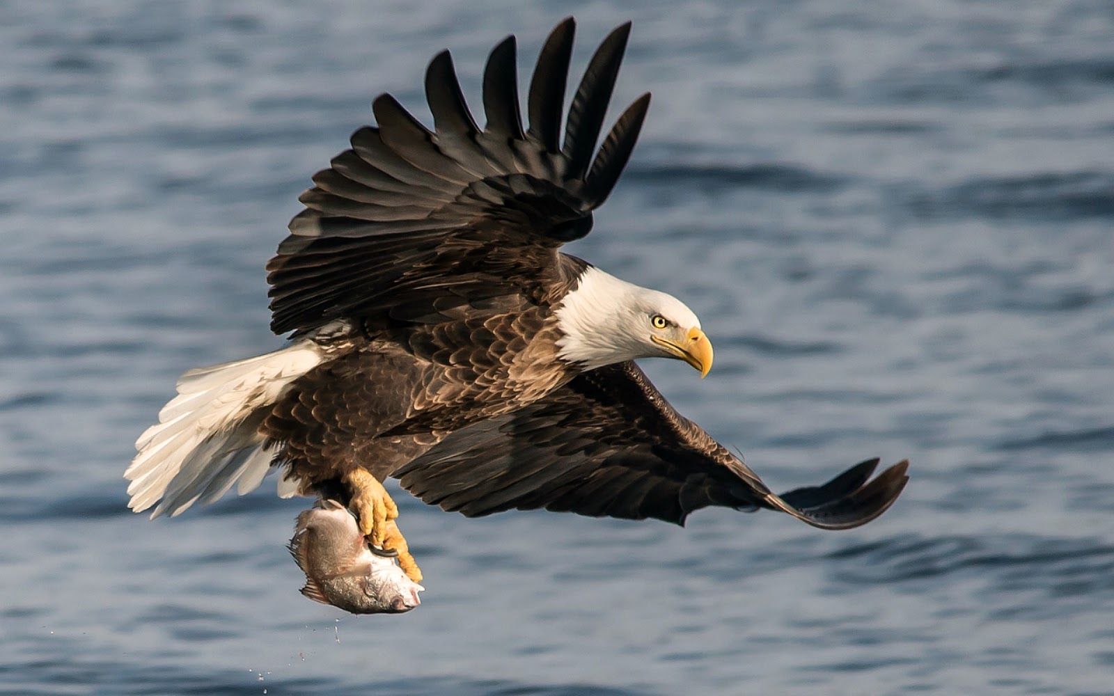 Eagle Bird Photos Desktop HD Wallpaper