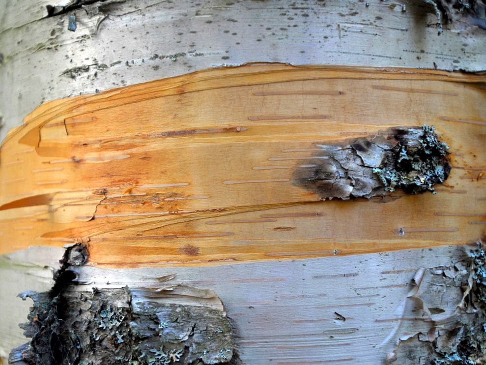 Photo Close up of birch tree bark 989x742
