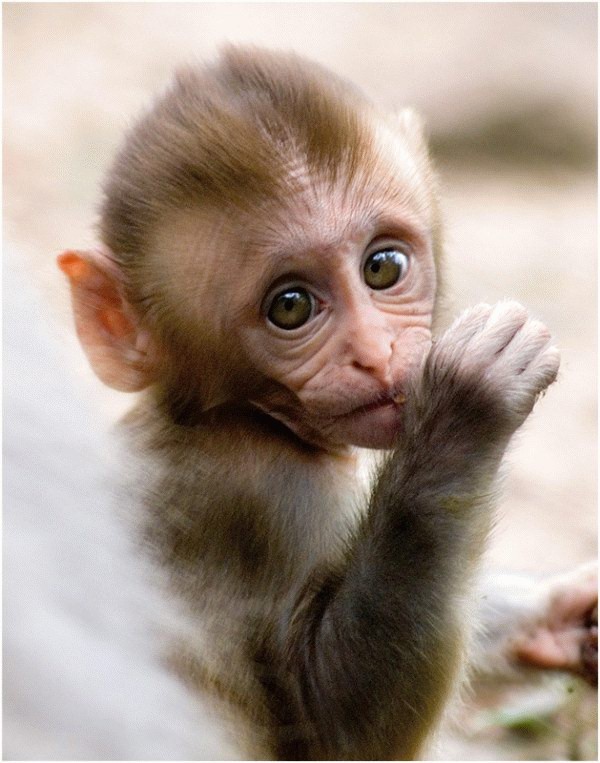 Baby Monkey Cute