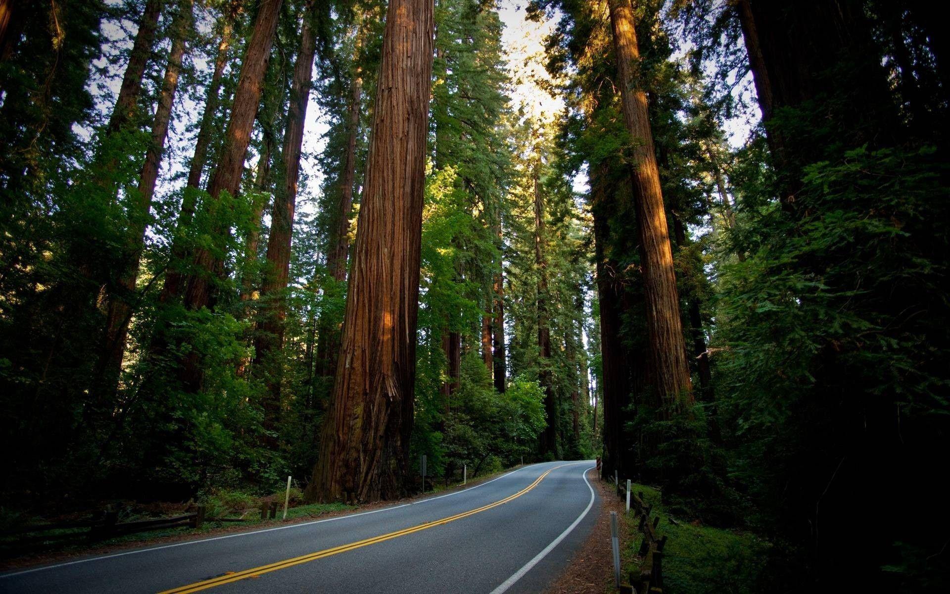 Redwood Forest Wallpaper