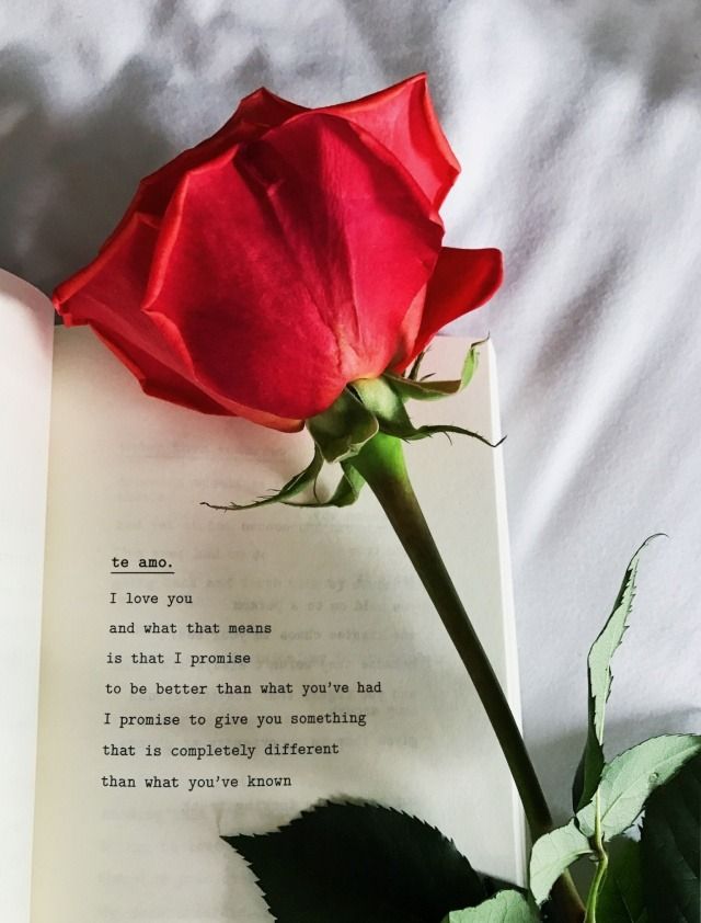 Dinu Rose Quotes Red Roses Aesthetic For