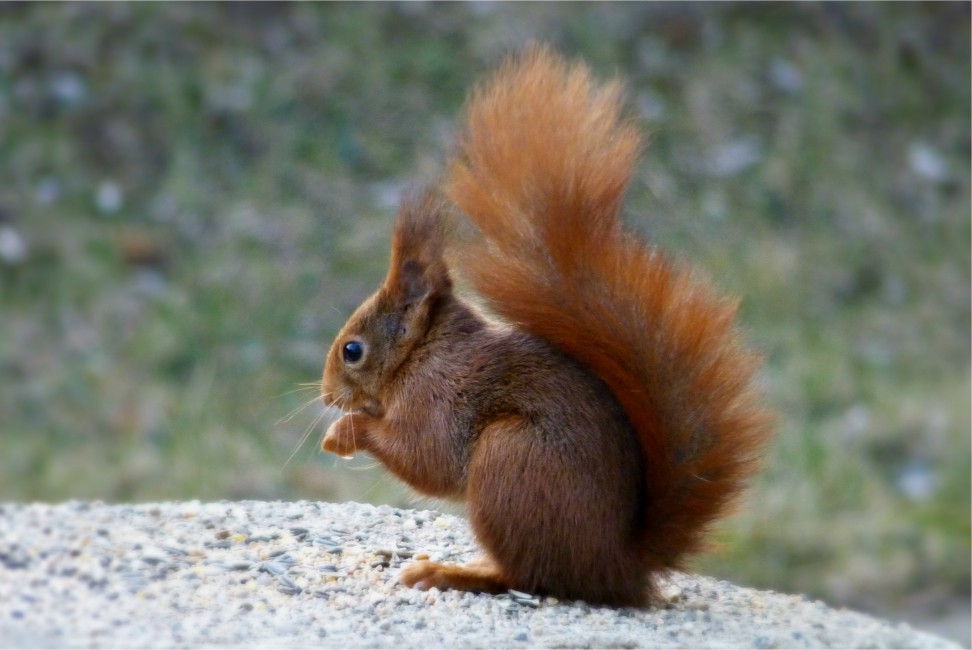 Squirrel Bushy Tail Stone Sit Stock Photos Image HD