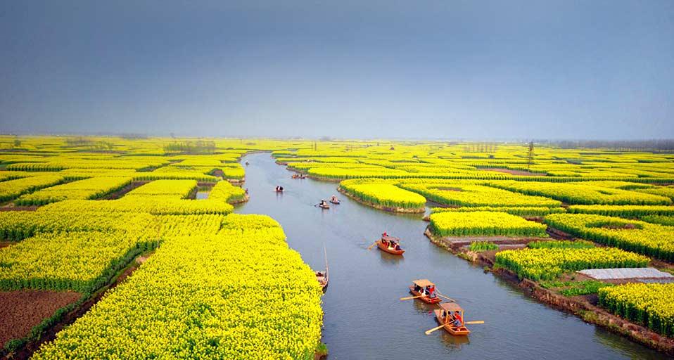 visit an expanse of flowering cole fields near xinghua city east china