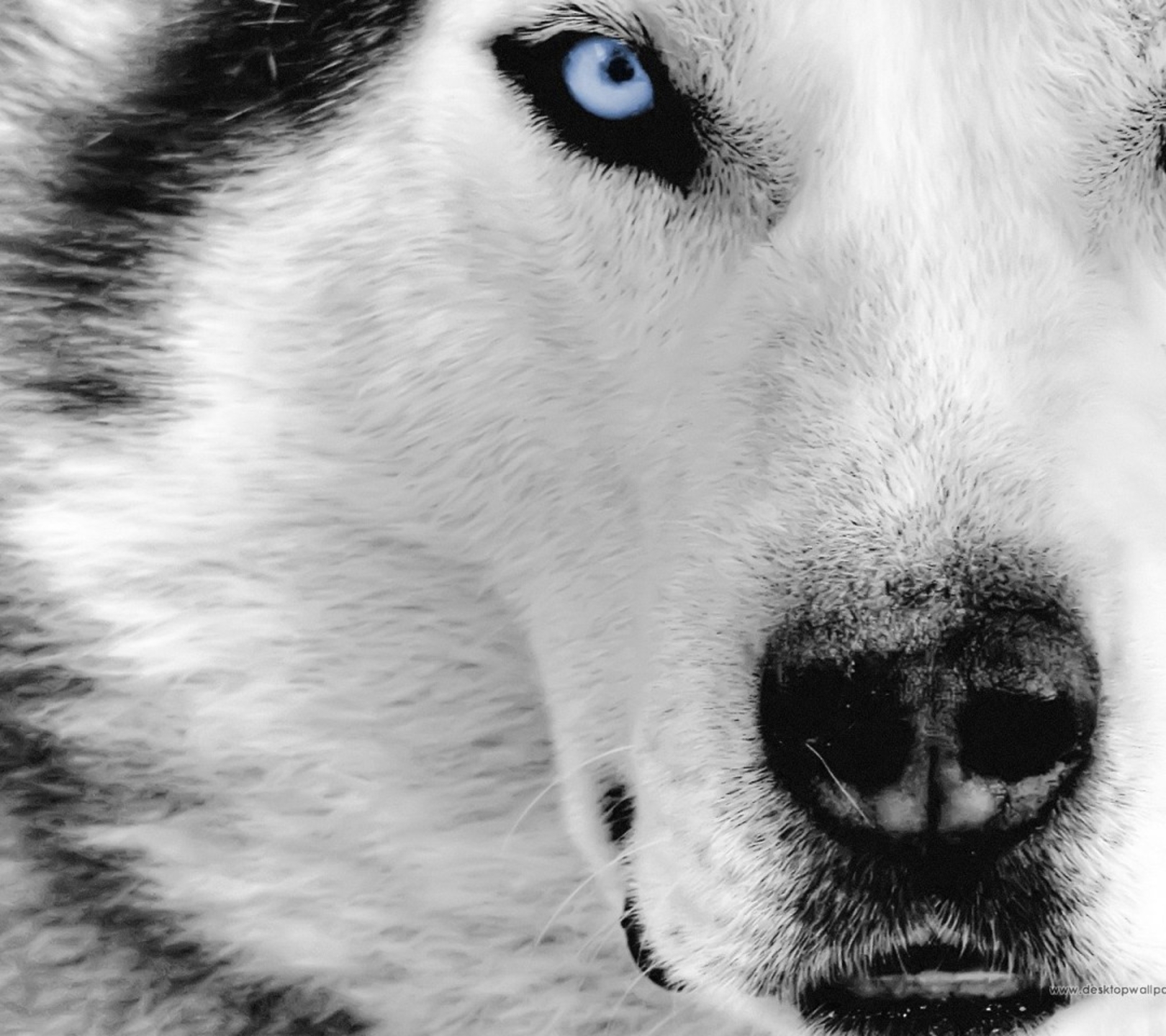 Pixel Desktop Wallpaper Arctic Wolf Iwallscreen