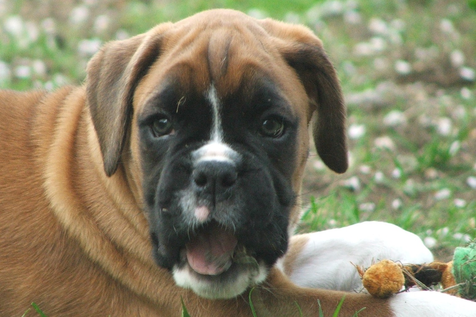 All Wallpaper Boxer Dog Pictures