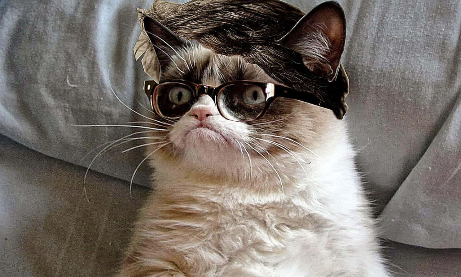 Grumpy Cat With Sunglasses Wallpaper