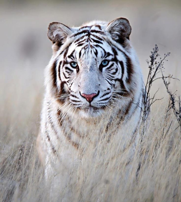 White Siberian Tiger Some Day I Ll Own A Pet