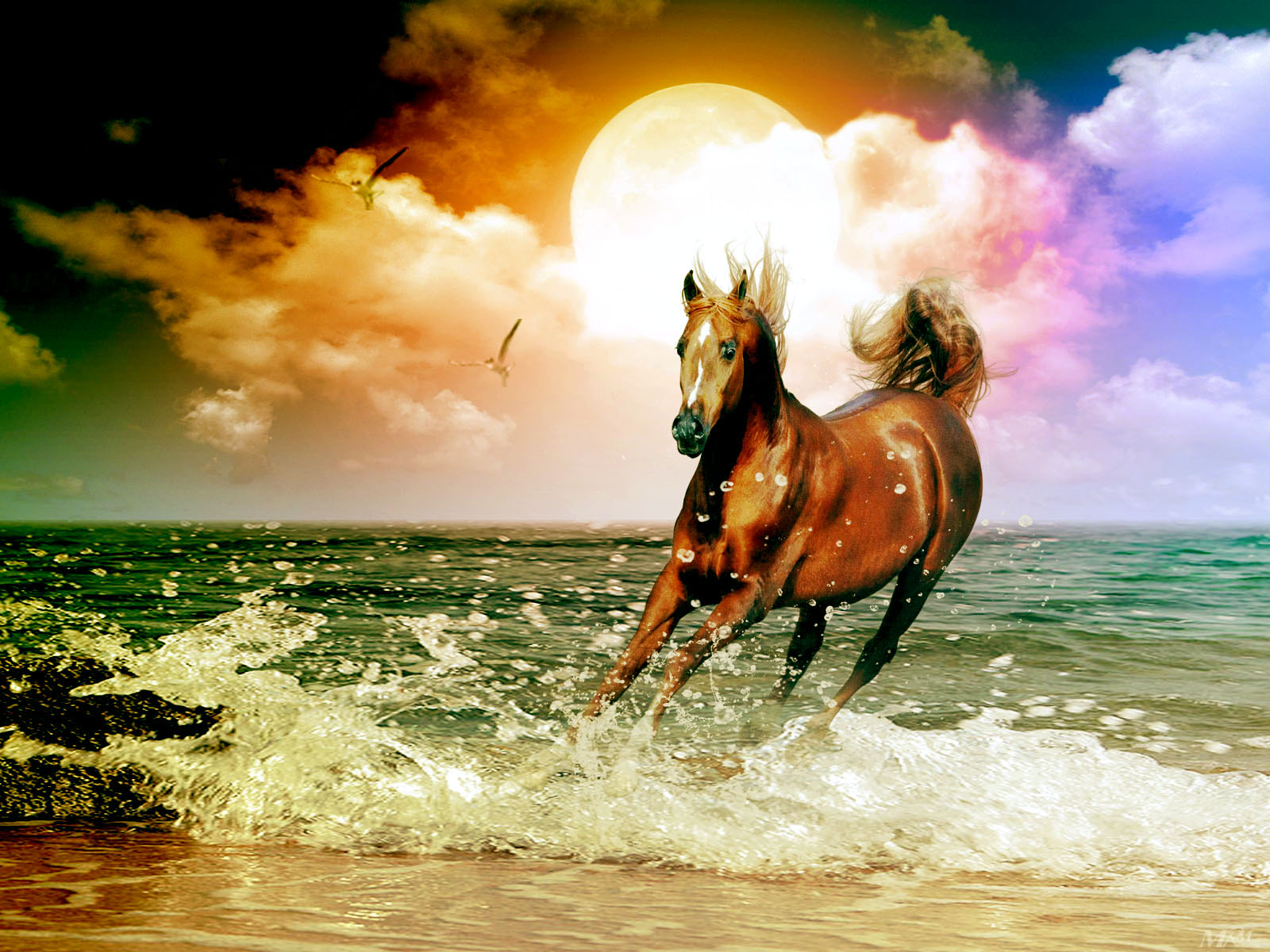 In Sun Set Wallpaper Horse Running Jumping