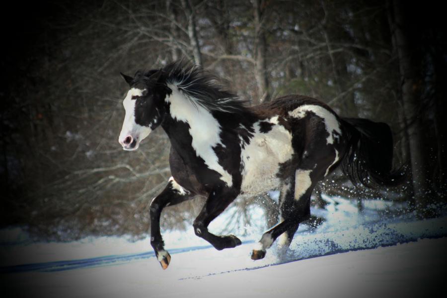 Black And White American Paint Horse Running In The Snow Descended