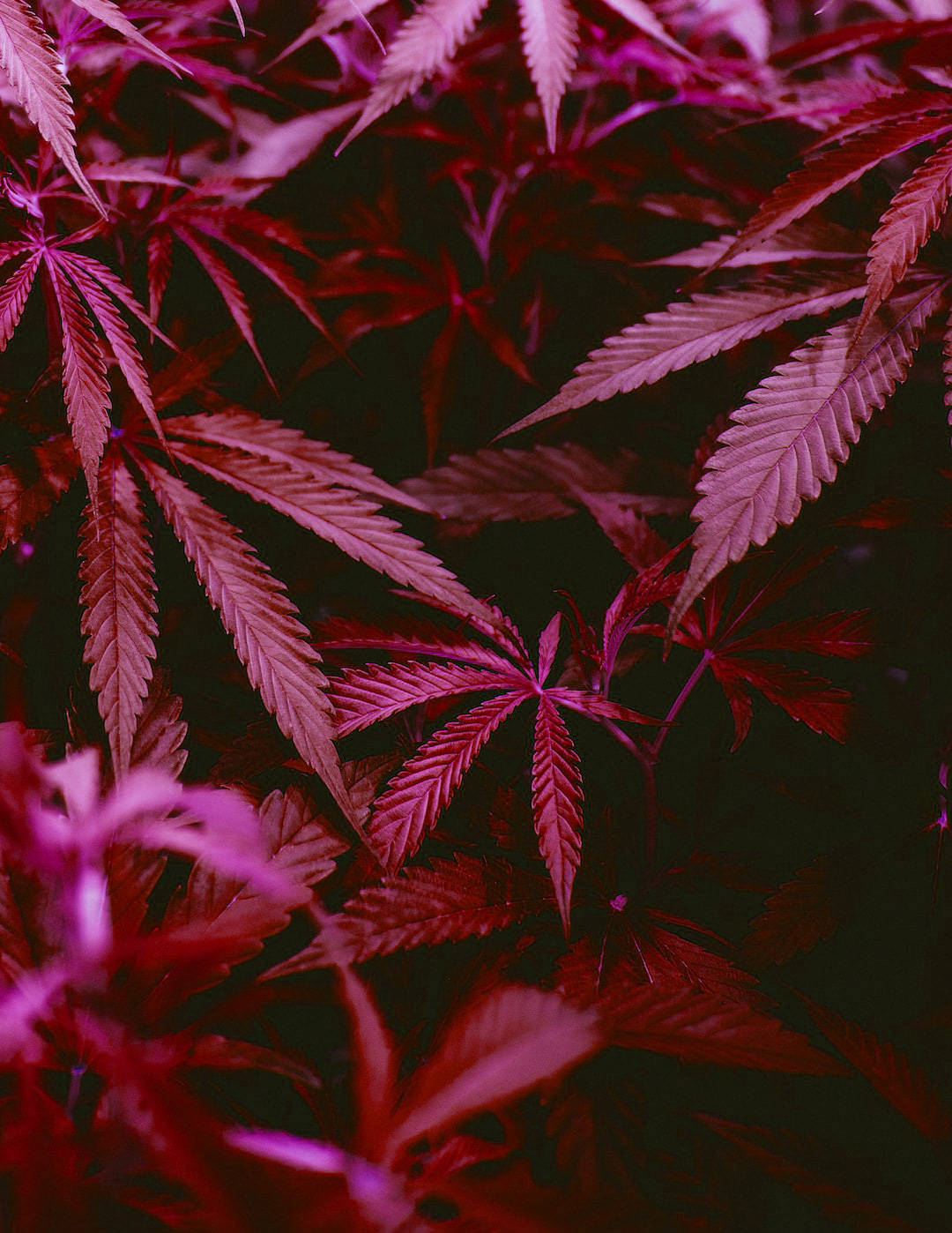 Weed Tapet Wallpaper
