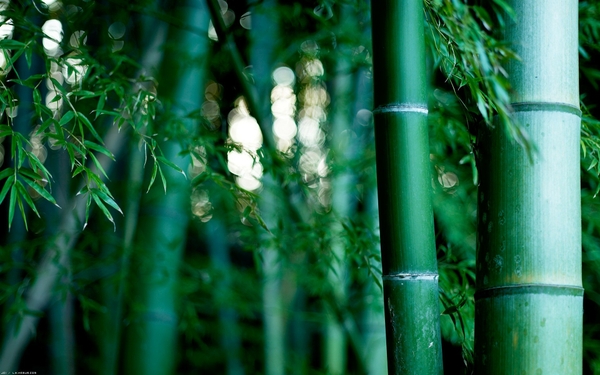 greenplantsbamboo green nature bamboo plants Plants Wallpapers