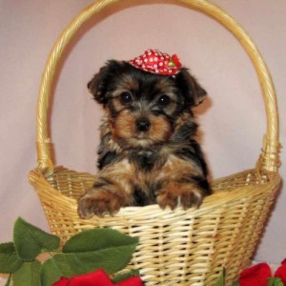 Christmas Teacup Yorkshire Terrier Photo Shared By Hamish30 Desktop