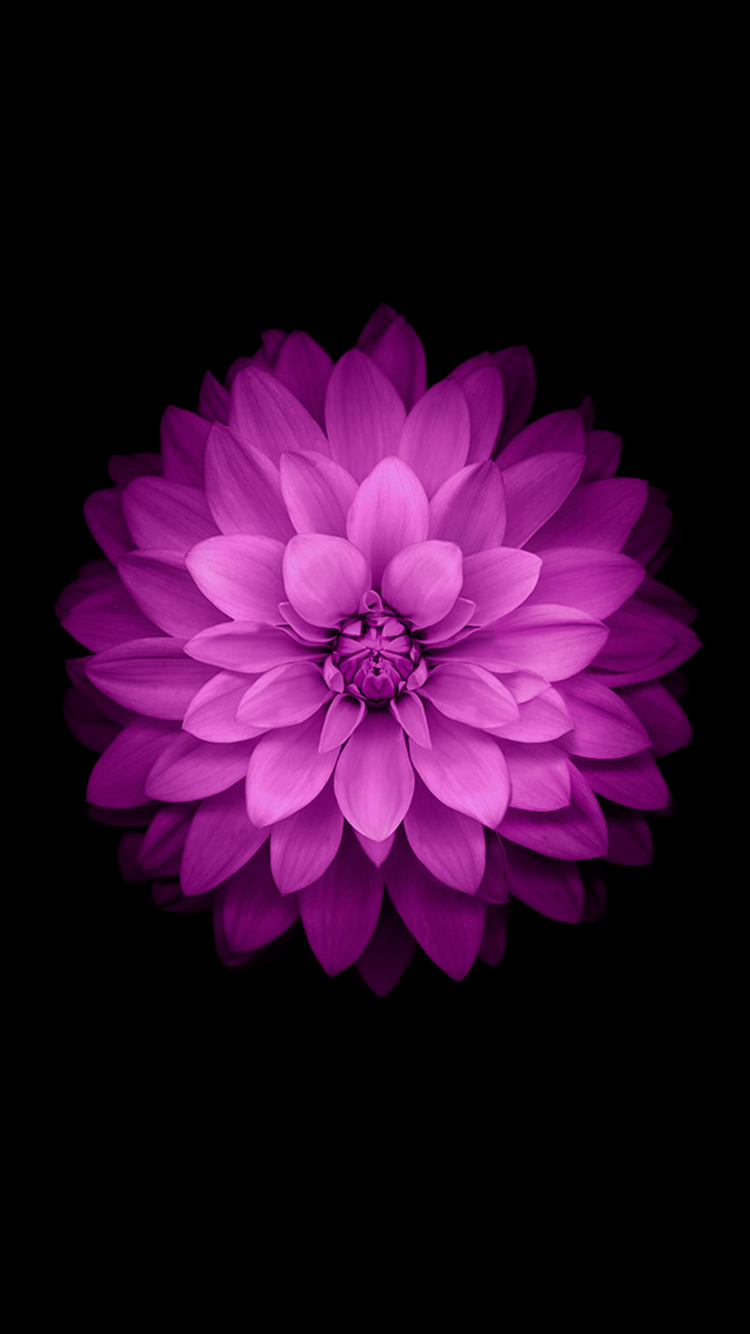 49+] Lotus Flower iPhone Wallpaper - WallpaperSafari