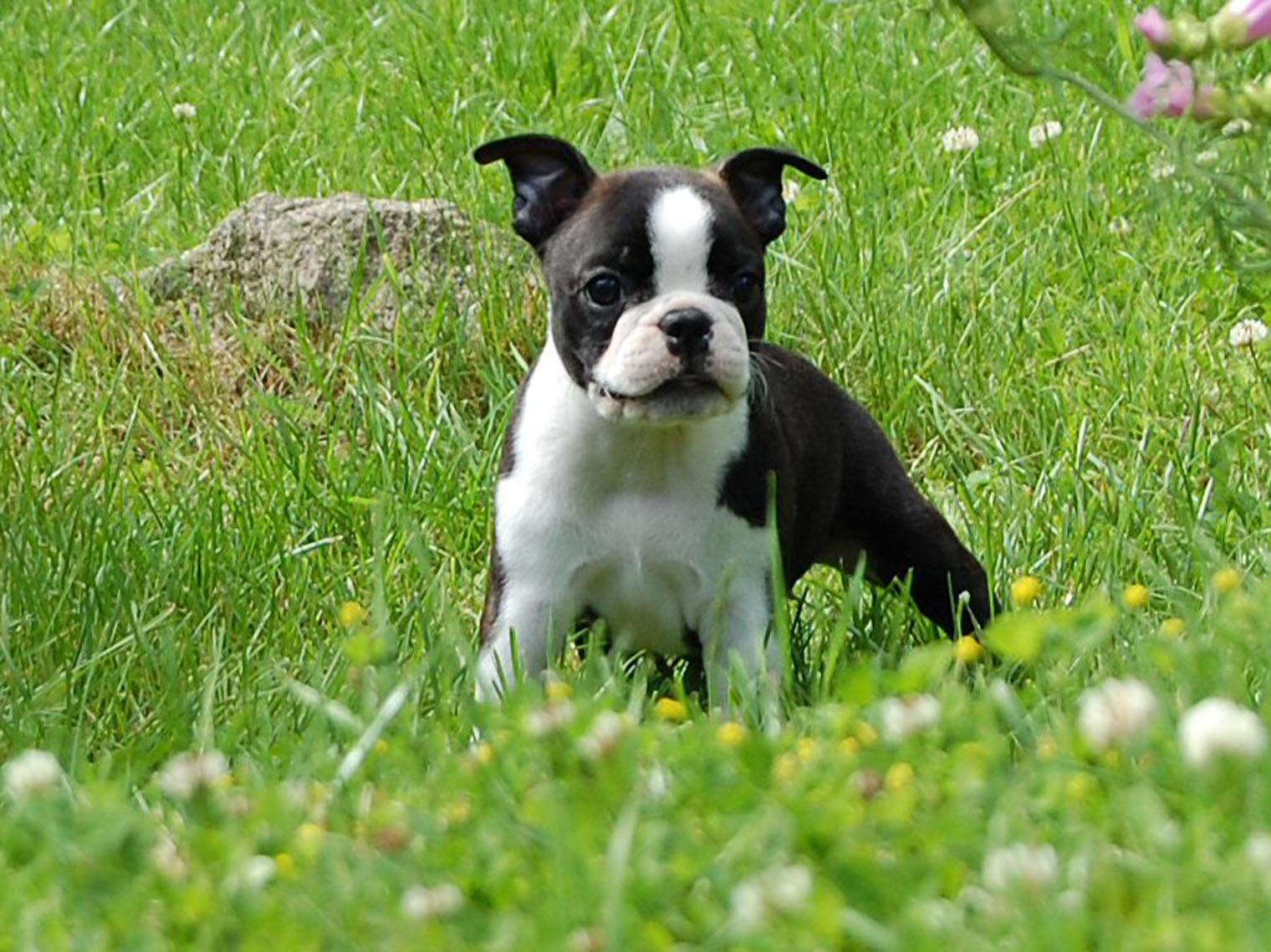 Boston Terrier On The Meadow Photo And Wallpaper