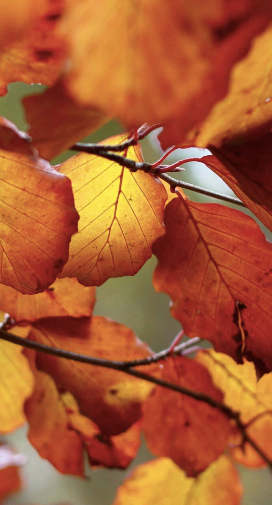 Enjoy The Vibrant Colors Of Autumn With This Fall Leaves iPhone Wallpaper