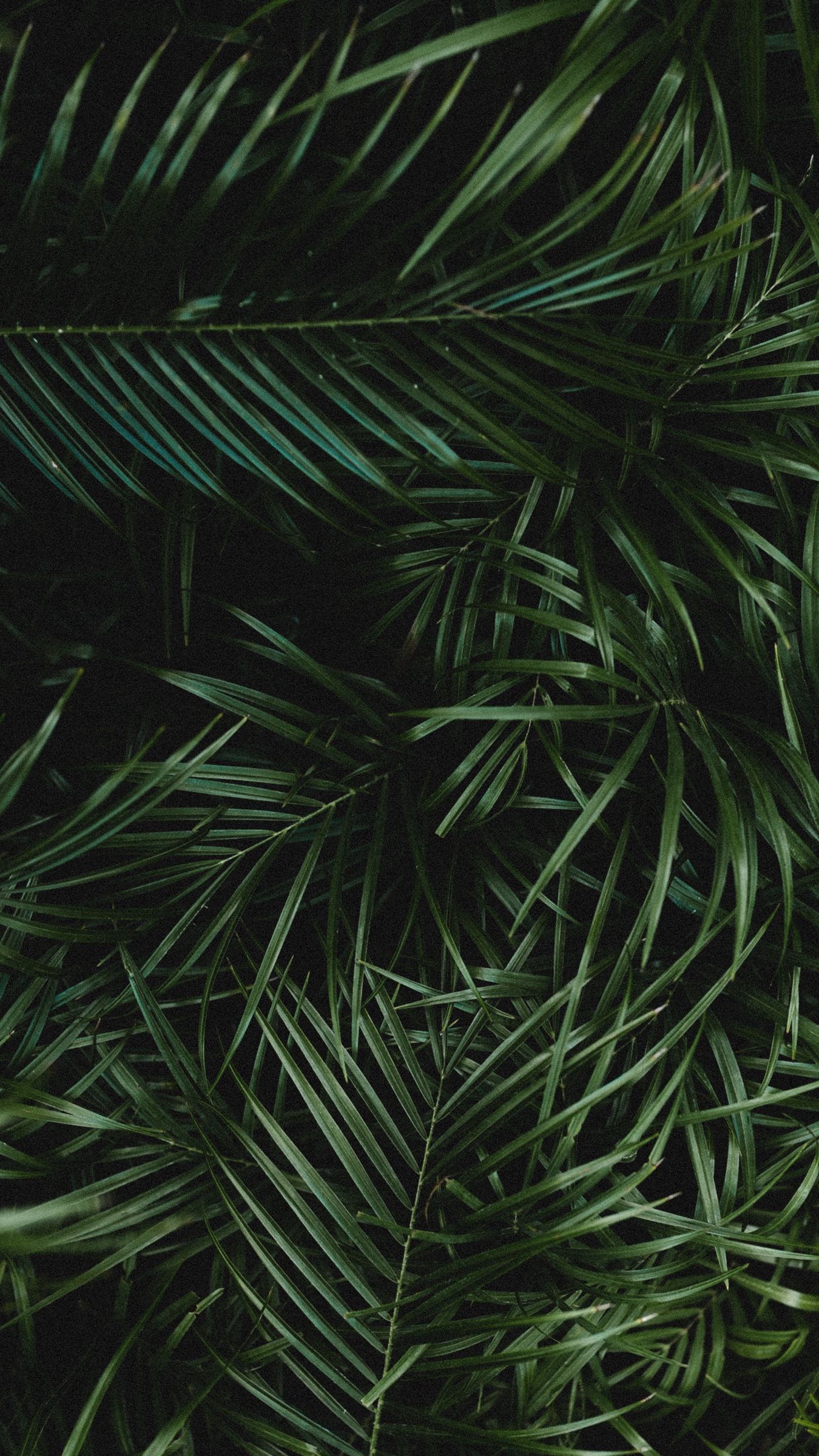 Palm Leaves iPhone Wallpaper