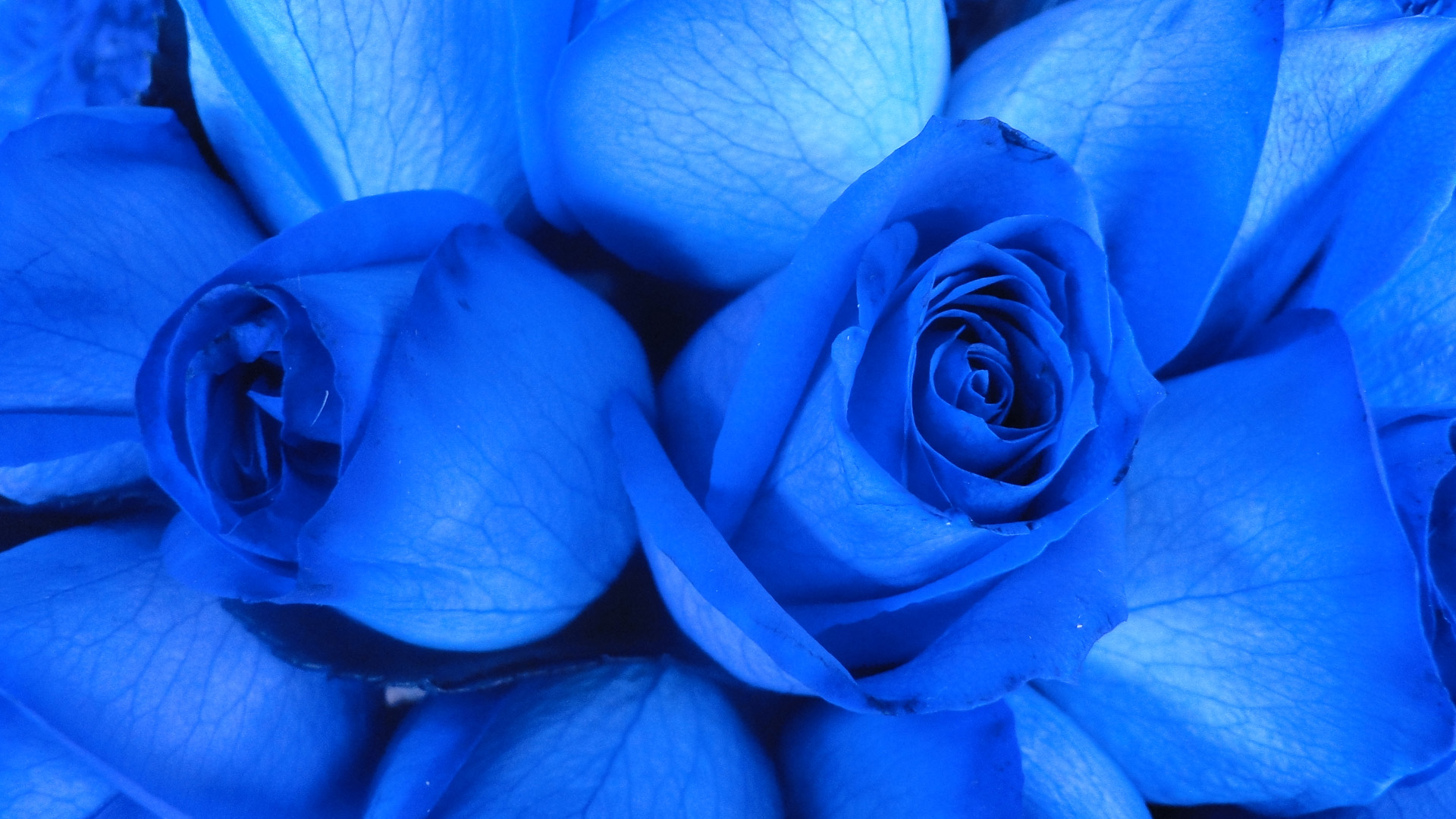 Blue Rose Wallpaper Widescreen HD