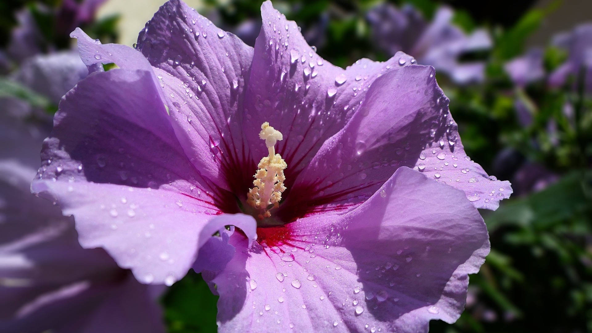 Hibiscus Wallpaper
