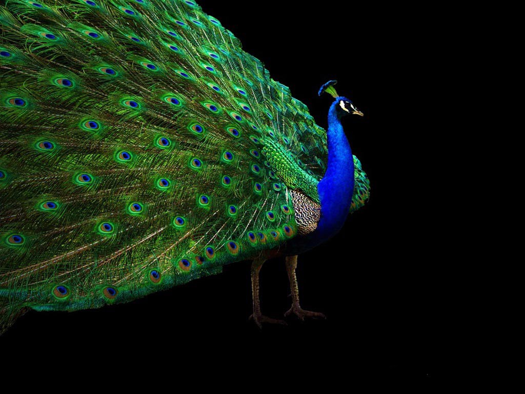 Wallpaper Indian Blue Peacock Desktop