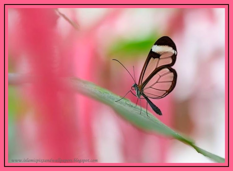  and Wallpapers Beautiful creation of Allah butterfly pictures