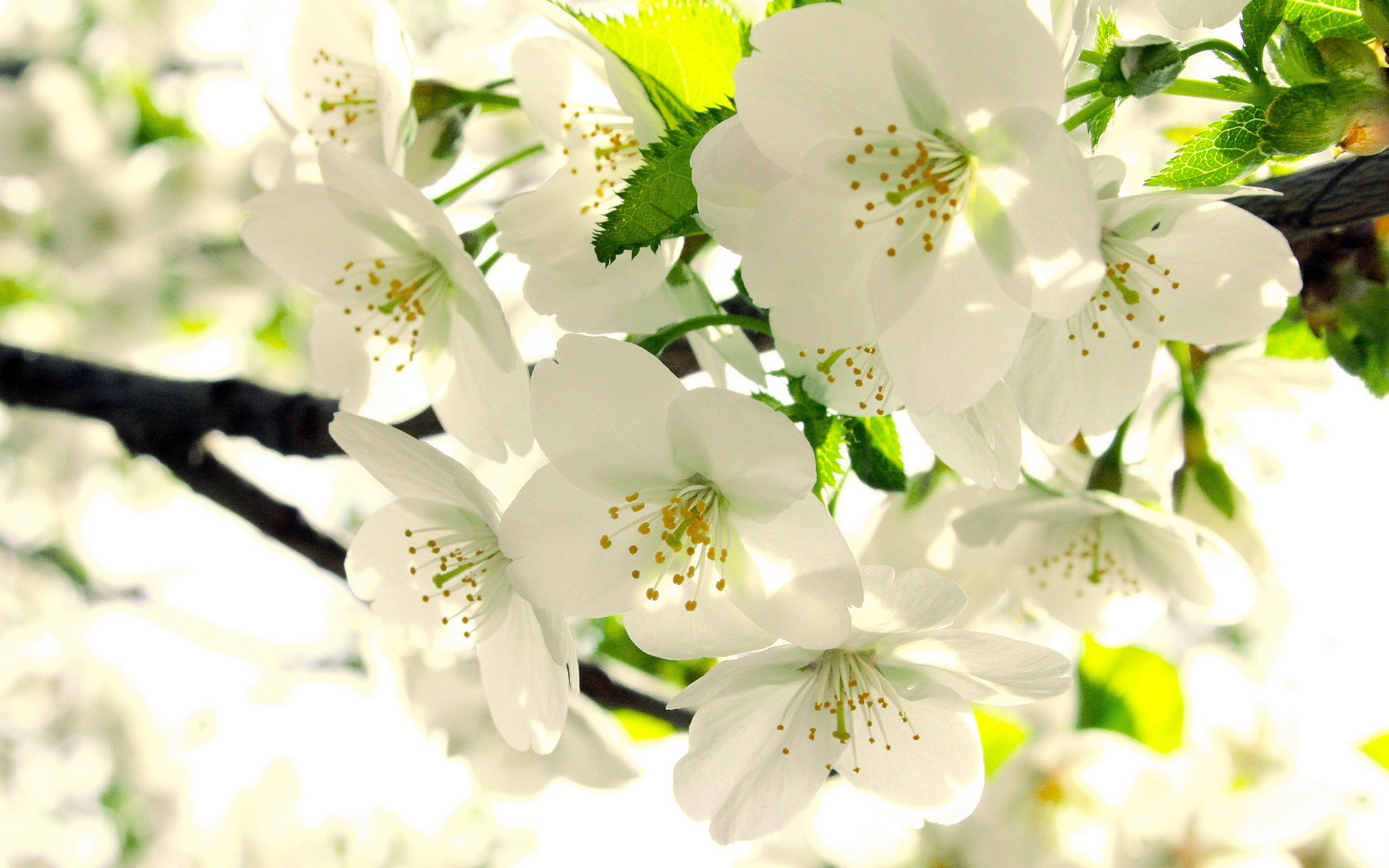 Apple Blossom Wallpaper HD