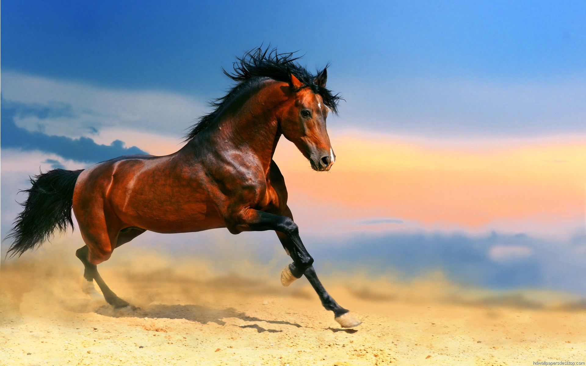 Free Horse Backgrounds - WallpaperSafari