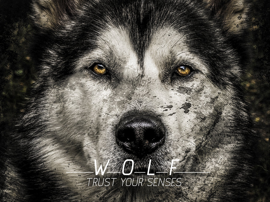 Wolf Wallpaper by SpiderIV on