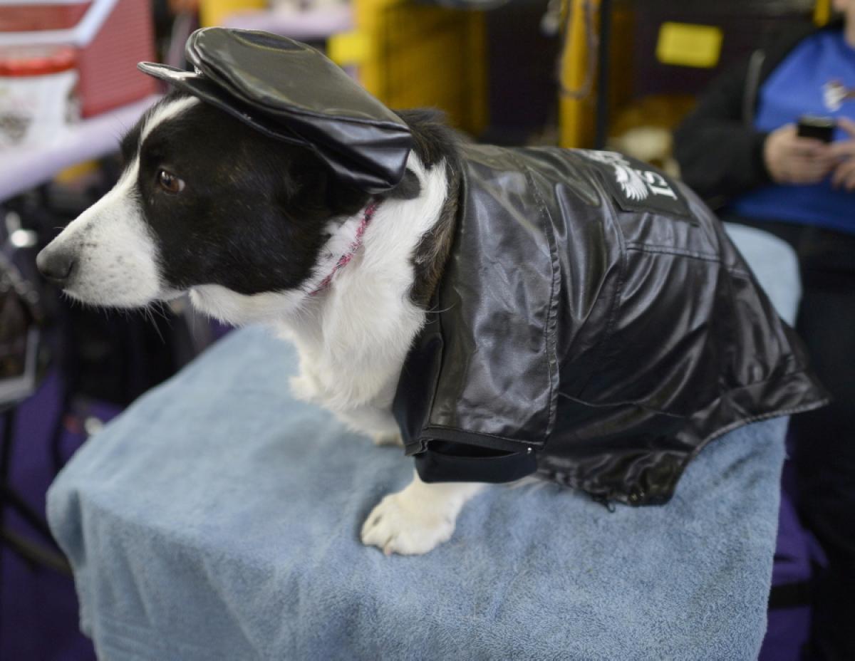 Westminster Dog Show Wire Fox Terrier Wins Best In Fresh