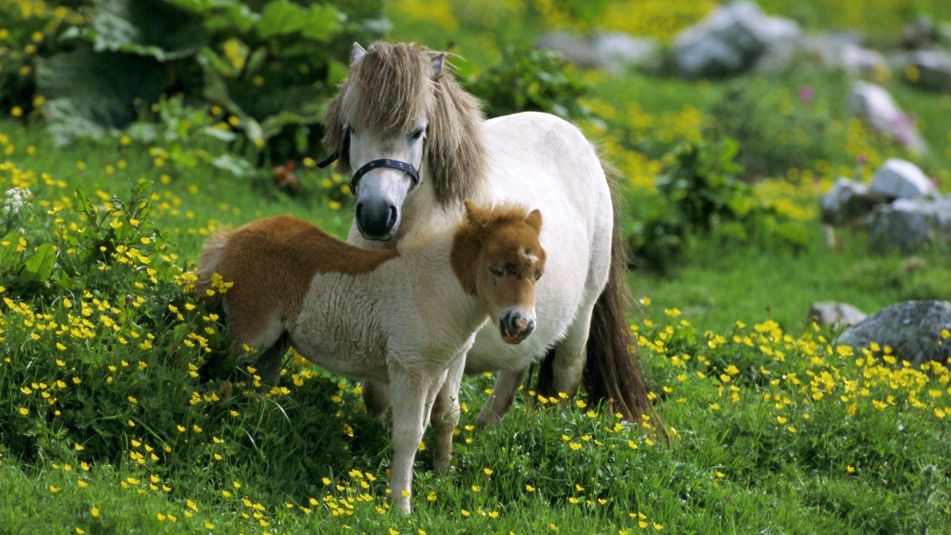 Farm Animals Wallpaper